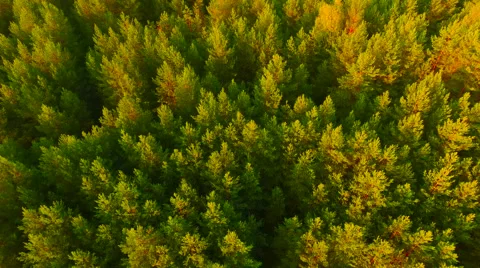 Aerial View. Flying over the forest trees. Aerial drone shot. Stock Footage 65491389