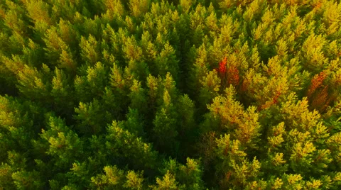 Aerial View. Flying over the forest trees. Aerial drone shot. Stock Footage 65491466