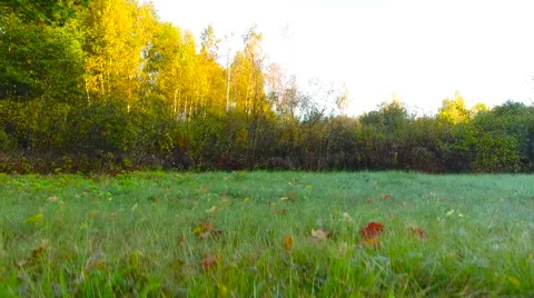 Aerial View. Flying over the forest trees. Aerial drone shot. Stock Footage 68347119