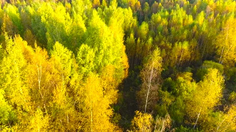 Aerial View. Flying over the forest trees. Aerial drone shot. Stock Footage 68347437