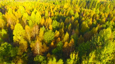 Aerial View. Flying over the forest trees. Aerial drone shot. Stock Footage 68348254