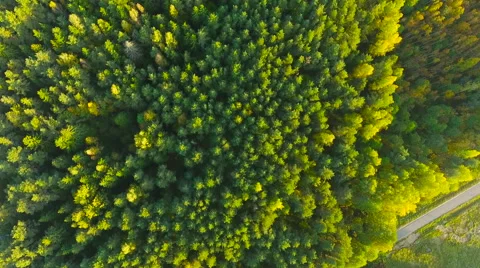 Aerial View. Flying over the forest trees. Aerial drone shot. Stock Footage 68361132