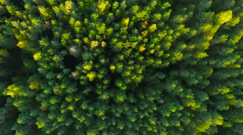 Aerial View. Flying over the forest trees. Aerial drone shot. Video stock 68361277