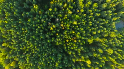 Aerial View. Flying over the forest trees. Aerial drone shot. Stock Footage 68361690