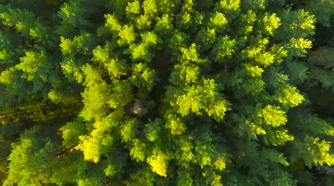 Aerial View. Flying over the forest trees. Aerial drone shot. Stock Footage 68361909