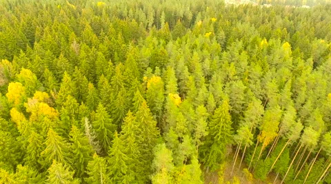 Aerial View. Flying over the forest trees autumn. Aerial drone shot. Stock-Footage 68868579