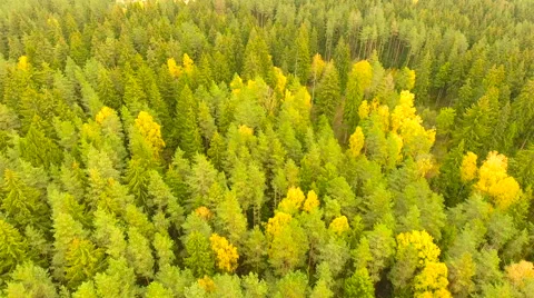 Aerial View. Flying over the forest trees autumn. Aerial drone shot. Stock-Footage 68874166