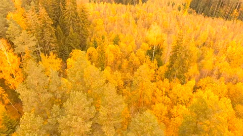 Aerial View. Flying over the forest trees autumn. Aerial drone shot. Stock-Footage 68874442