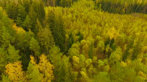 Aerial View. Flying over the forest trees autumn. Aerial drone shot. Stock-Footage 68875238
