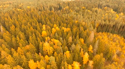 Aerial View. Flying over the forest trees autumn. Aerial drone shot. Stock-Footage 68876683