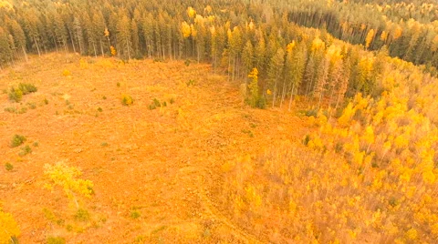Aerial View. Flying over the forest trees autumn. Aerial drone shot. Stock-Footage 68877861