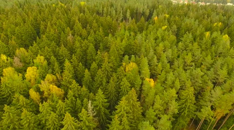 Aerial View. Flying over the forest trees autumn. Aerial drone shot. Stock Footage 68880233