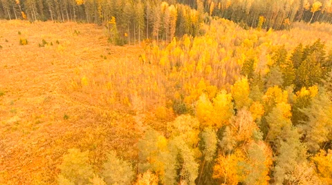 Aerial View. Flying over the forest trees autumn. Aerial drone shot. Stock-Footage 68880287