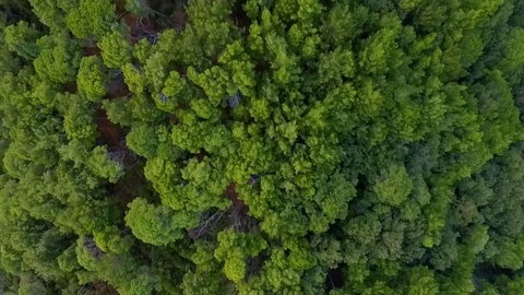 Aerial View: Flying over the forest Stock Footage 75665360