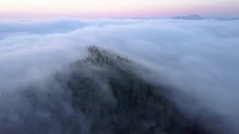 Aerial view flying over forest trees in thick morning fog with sun rising Stock Footage 77062719