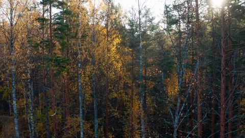 Aerial view. Flying over the forest, autumn colors, bright sky. Stock Footage 105005477