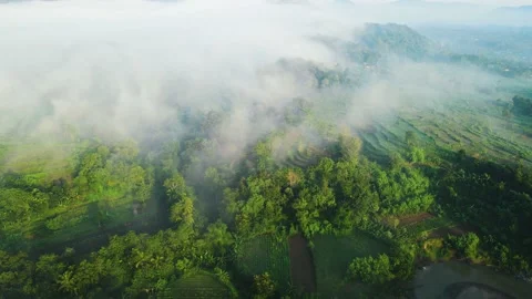 Aerial view. flying over the forest covered in fog at sunrise. Dramatic and b Stock Footage 187604374