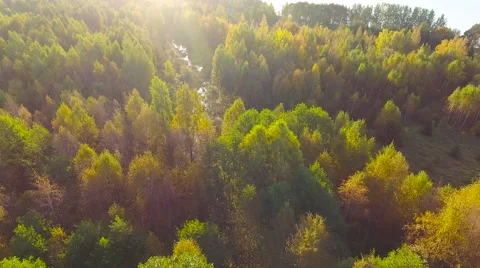 Aerial View. Flying over the green trees above the river at dawn with Stock Footage 68351880
