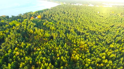 Aerial View. Flying over the green trees above the river at dawn with Stock Footage 68360711