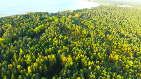 Aerial View. Flying over the green trees above the river at dawn with Stock Footage 68360802