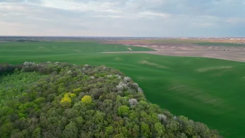Aerial view flying over green spring field and forest 스톡 동영상 335458534