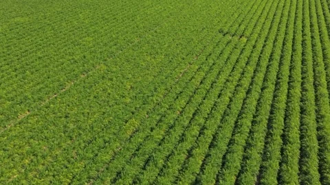Aerial view flying over green carrot field in the netherlands Stock Footage 342814319