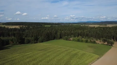 Aerial View Flying Over a Green Cornfield in the Countryside Stock Footage 344059270