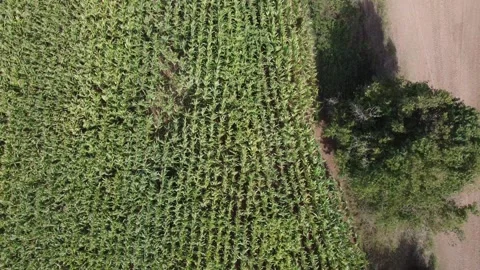 Aerial View Flying Over a Green Cornfield in the Countryside Stock Footage 344059282