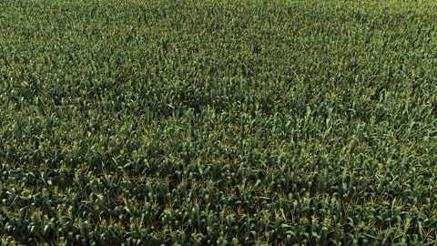 Aerial view flying over green cornfield plantation Stock Footage 345623964