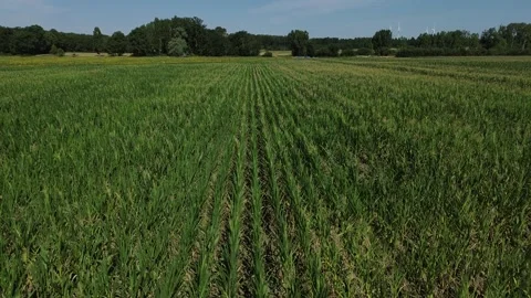 Aerial View Flying Over Growing Green Corn Field in Summer Stock Footage 339329659