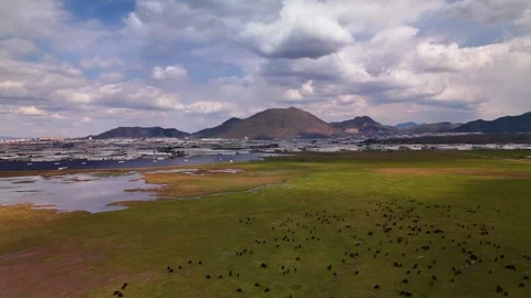 Aerial view flying over a herd of water buffaloes grazing in green wetlands 스톡 동영상 332726657