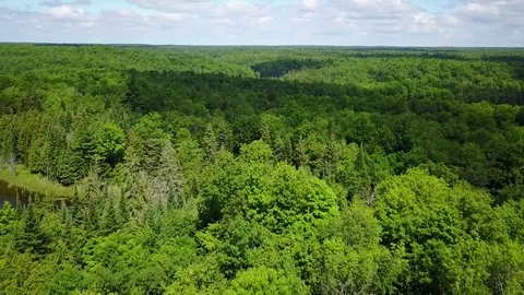 Aerial View Flying Over Large Green Forest In Summer 1 Video stock 77318580