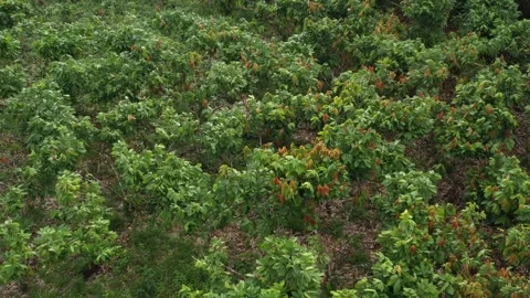Aerial view flying over a large cacao plantation with trees Stock Footage