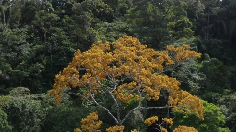 Aerial view, flying over a large tree that is flowering with beige flowers Stock Footage 147270555