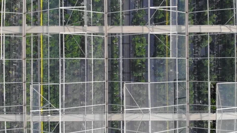 Aerial View Flying Over Large Greenhouse With Vegetables, Greenhouse With T.. Stock Footage 328117388