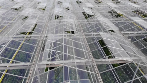 Aerial View Flying Over Large Greenhouse With Vegetables, Greenhouse With T.. Video stock 343561712