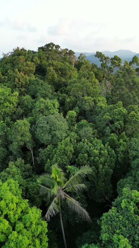 Aerial View Flying Over Lush Green Tropical Rainforest Canopy in Koh Phangan, Stock Footage 335813465