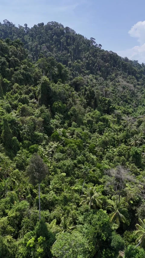 Aerial View Flying Over Lush Green Rainforest Canopy in Ko Ngai, Thailand Video stock 335958190
