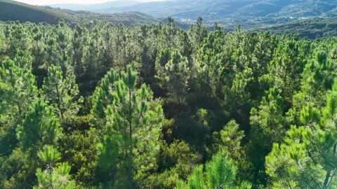 Aerial view flying over lush green pine forest in Ourense Stock Footage 345364637