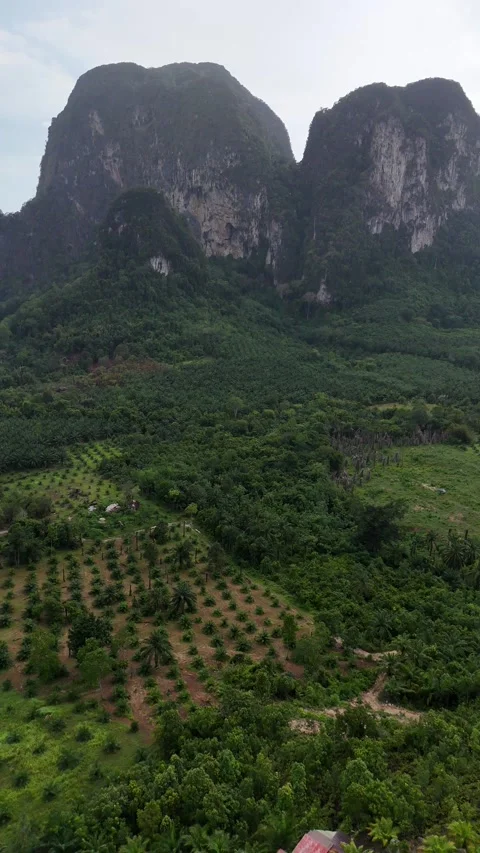 Aerial View Flying Over Palm Oil Plantation and Limestone Cliffs in Ao Nang, Stock Footage 335961917