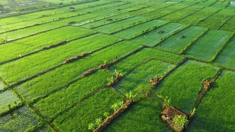 Aerial view, flying over the pattern of rice fields and farmers walking in th Stock Footage 188397626