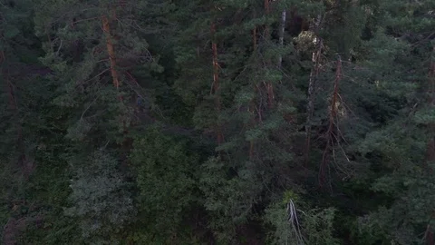 Aerial View. Flying over the pine forest and path in summer. Lens flare. 4k Video stock 80870852