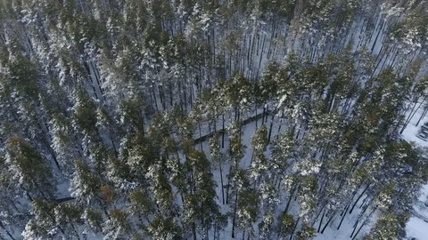 Aerial view: flying over pine treetops covered in snow and ice in winter morning Stock Footage 102213690