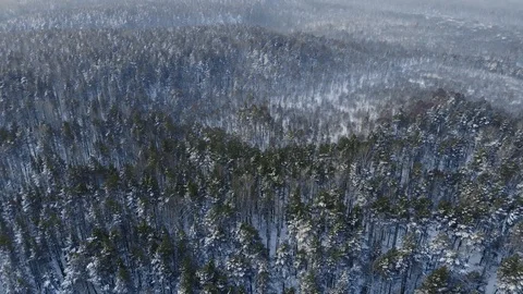 Aerial view: flying over pine treetops covered in snow and ice in winter morning Stock Footage 102217153