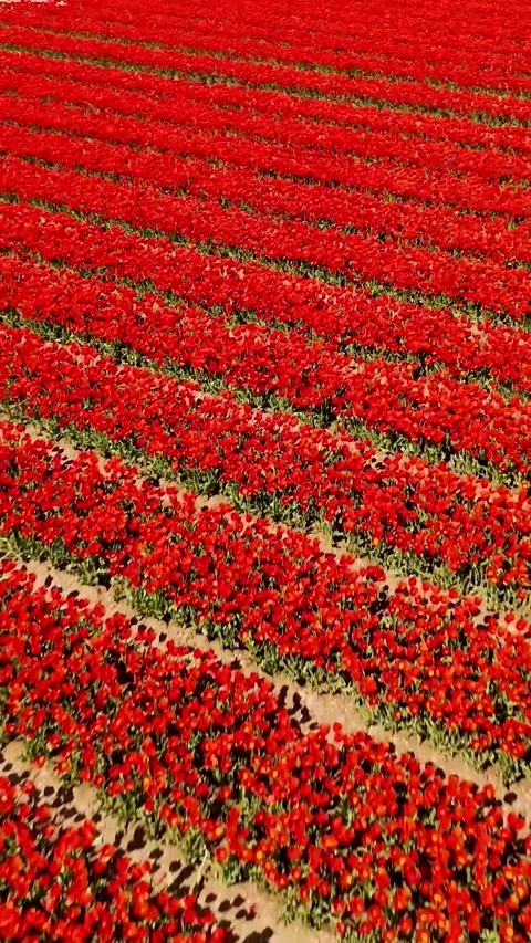 Aerial view flying over red tulip field Stock-Footage 327113671