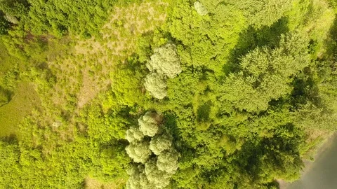 Aerial View. Flying over the river with trees on a sunny day. Aerial drone shot. 動画素材 109460864