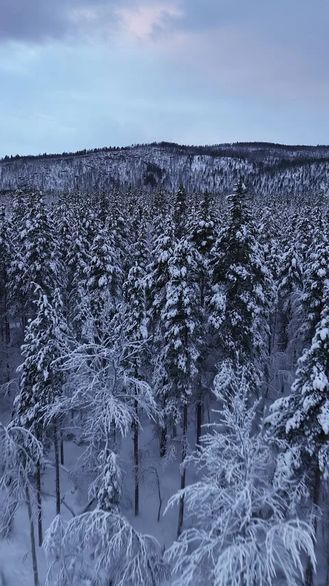 Aerial view flying over a snowy coniferous forest, Norway Видео 345093155