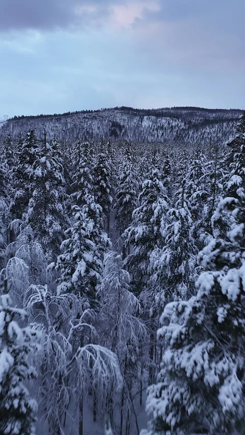 Aerial view flying over a snowy pine forest in winter, Norway Видео 345093441