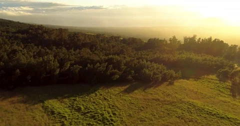 Aerial View Flying Over Sunny Forest at Sunset Stock Footage
