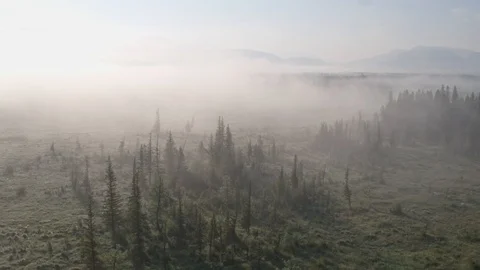 Aerial view Flying over a thick foggy field before sunrise Pine trees in the fog Stock Footage 124863370